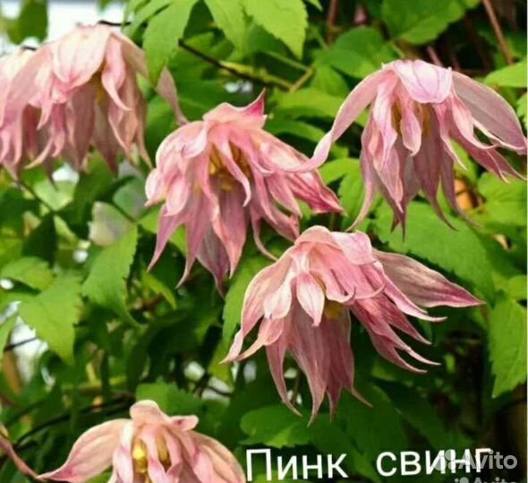 Клематисы