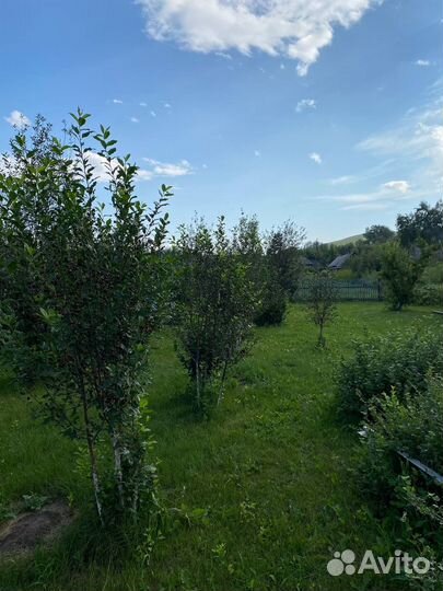 Вишня на вино