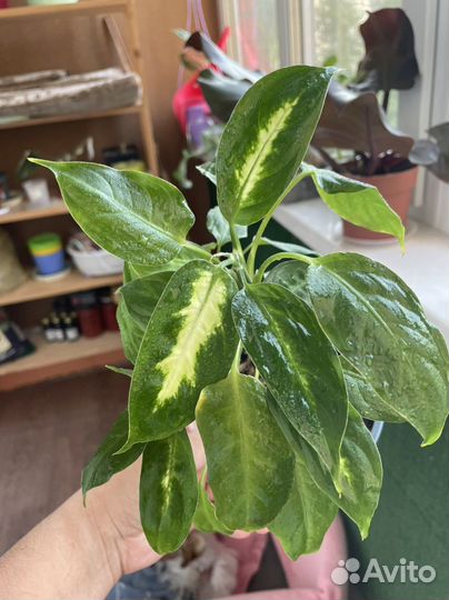 Диффенбахия камилла