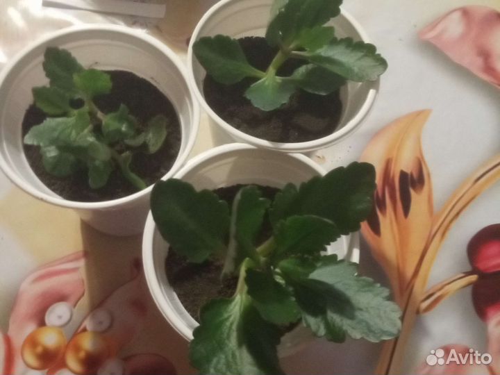 Каланхоэ махровый оранжевый