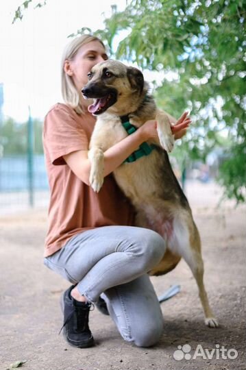 Небольшая, молодая, ласковая собака из приюта