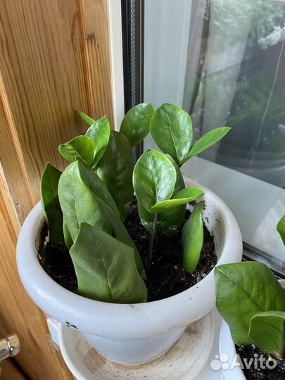 Замиокулькас