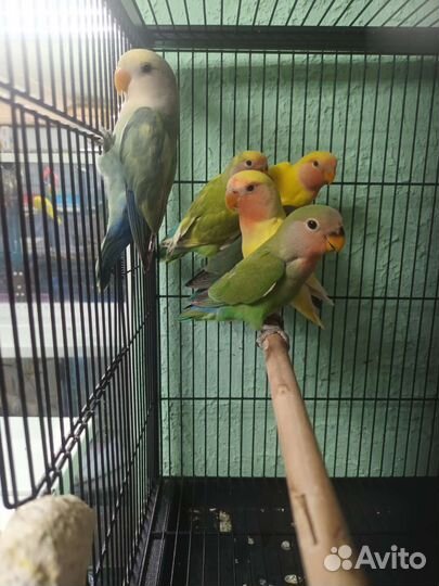 Неразлучники птенцы