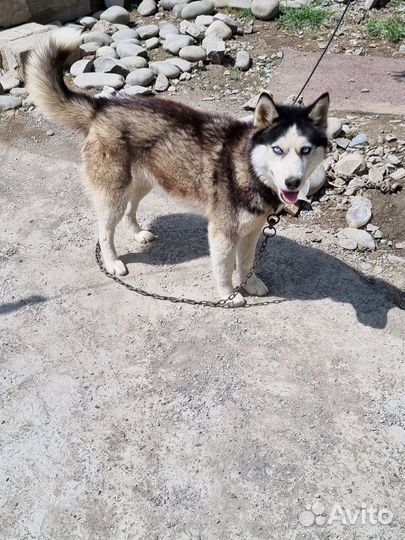 Сибирский хаски