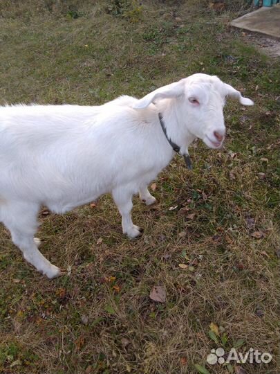 Продам козочку