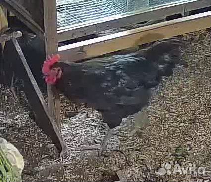 Молодой петух моран