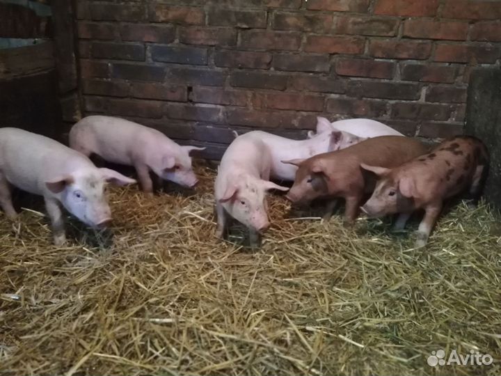 Продам поросят