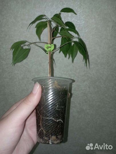 Фикус Анастасия