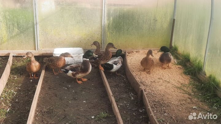 Утки подсадные для охоты