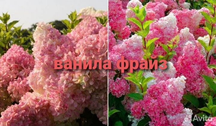 Гортензия саженцы