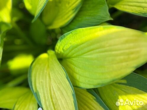 Хоста Гуакамоле (Hosta Guacamole)