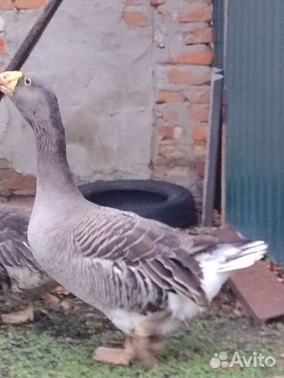 Гуси перияр