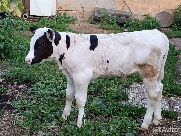 Продам теленка