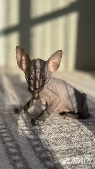 Малыши донской сфинкс