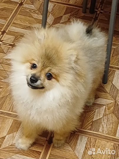 Щенки шпица