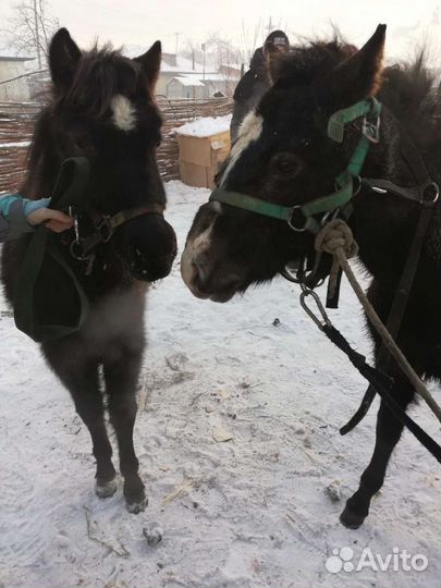 Конные прогулки по Торгашинскому хребту