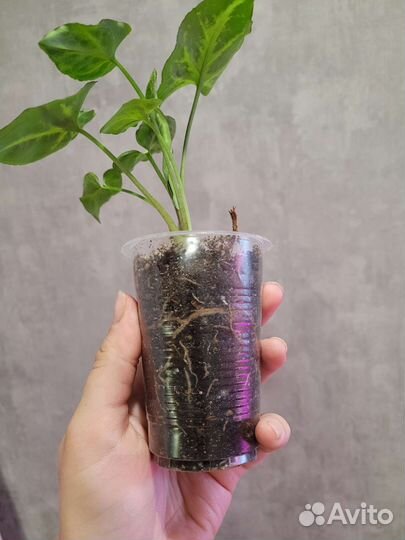 Сингониум Пинк неон, Эрроу, Империал вайт, Фриклес