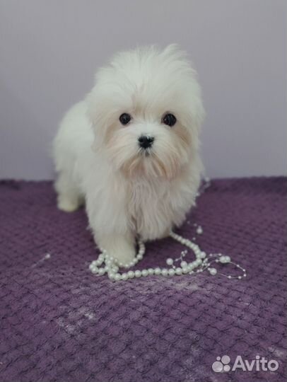 Мальтезе Корея