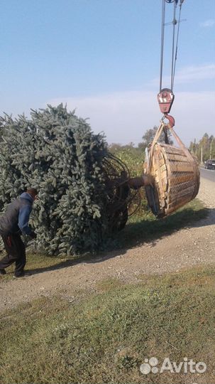 Ель
