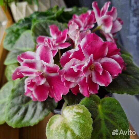 Фиалка Морозная вишня детки И листы