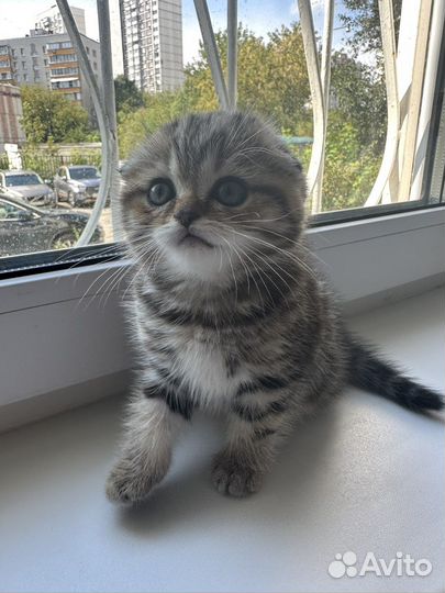 Британская вислоухая мраморная шиншилла