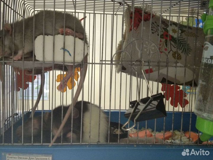 Декоративные крыски