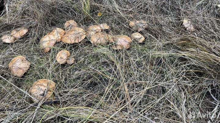 Грибы маслята