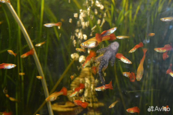 Улитки мелании. Гуппи красные и сомы анциструсы