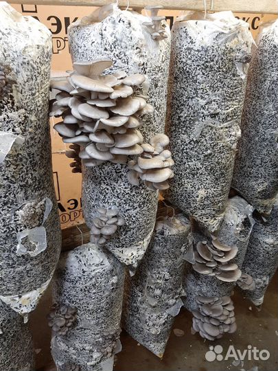 Грибные блоки вешенки