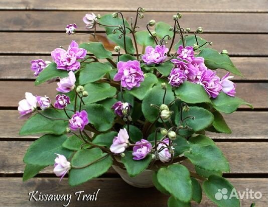 Фиалка ампельная kissaway trail