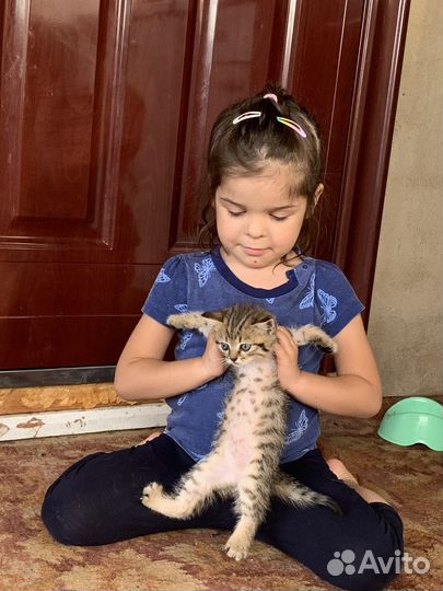 Котята от британской вислоухой кошки бесплатно