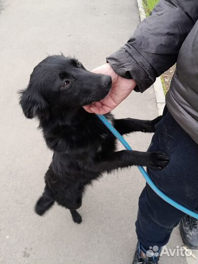 Ищет дом щенок не крупной Собаки Алиса