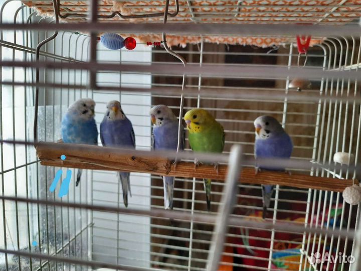 Попугай волнистый