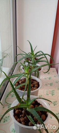 Алоэ лечебный