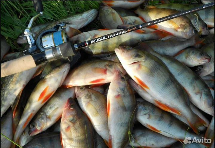 Рыбалка/Отдых на реке Печора