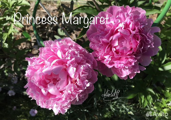 Пионы Sunny Girl, Lemon Dream и др