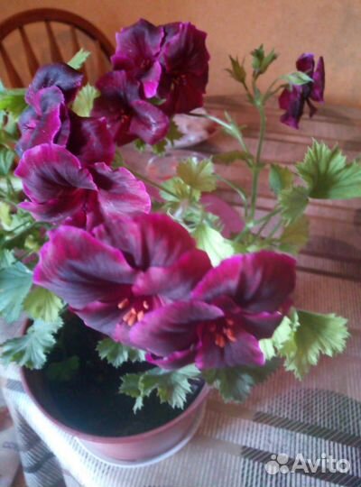 Комнатные цветы