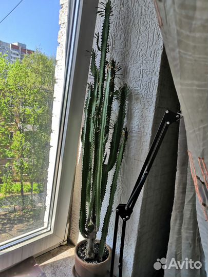 Кактус большой взрослый (молочай)