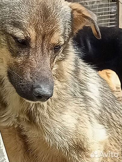 Еж ищет дом