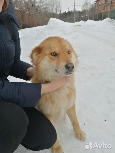 Собака в добрые руки