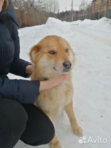 Собака в добрые руки