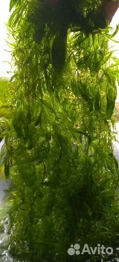 Аквариумные растения