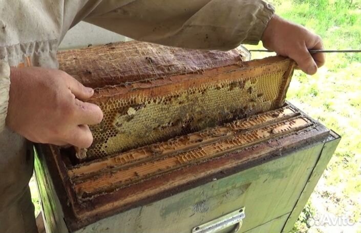 Мед натуральный с Алтая опт минимально 16 кг