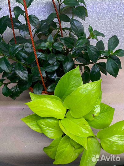 Папоротник, Муншайн, спатифиллум, Алоказия