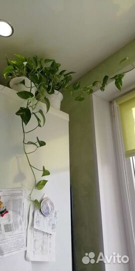 Цветы для дома