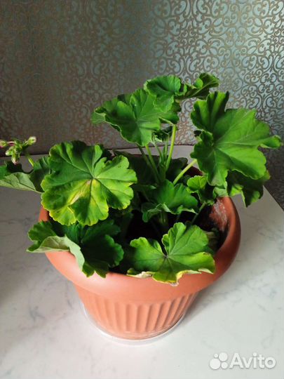 Пеларгония герань