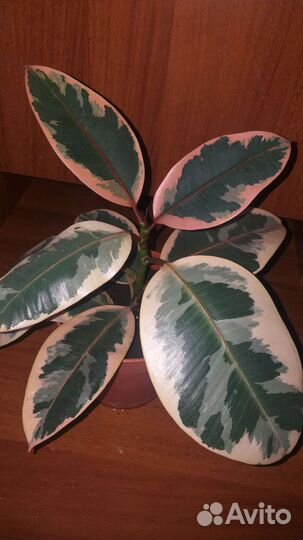 Фикус эластика тинеке