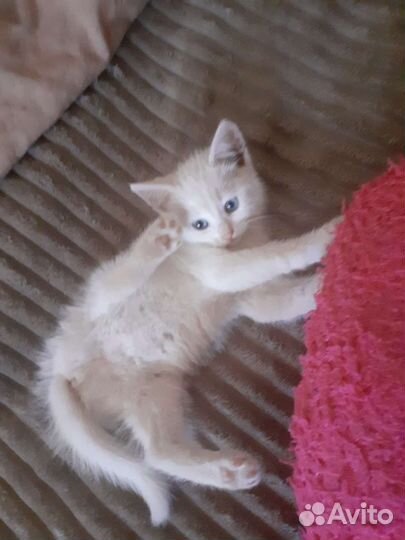 Котенок белоснежный