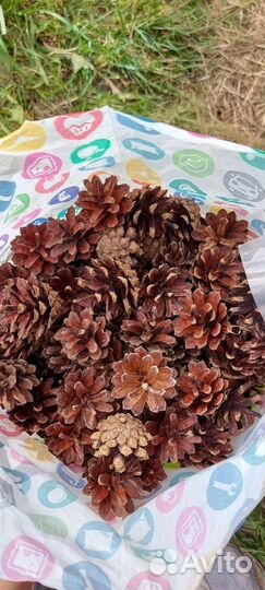 Шишки сосновые для поделок 50 шт