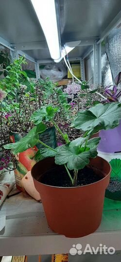 Герань розабудная красная